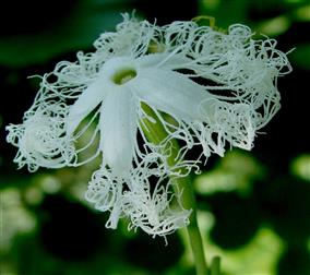 Trichosanthes cucumerina
